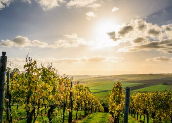 Le vin de Bourgogne, un processus de vinification élaboré.
