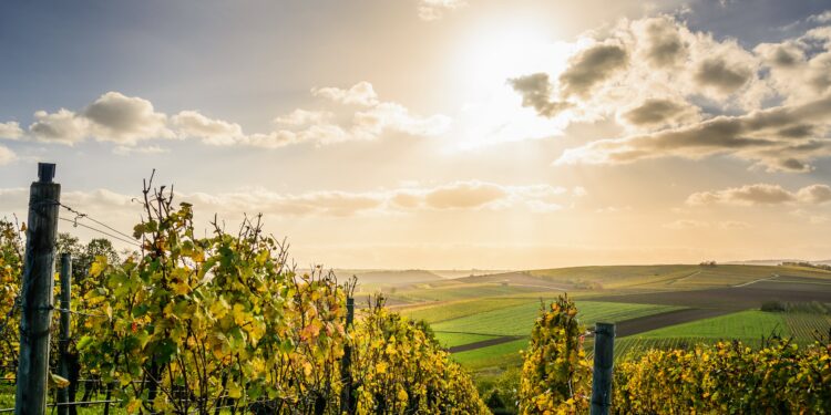 Le vin de Bourgogne, un processus de vinification élaboré.